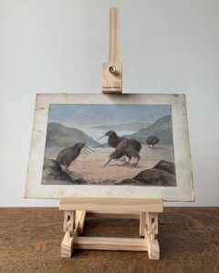 An original painted illustration of Kiwi Apteryx c 1910s-1920