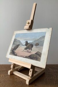 An original painted illustration of Kiwi Apteryx c 1910s-1920