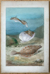 An original vintage watercolour illustration of Plaice fish in a marine environment, c. 1910s-1920s